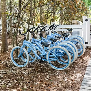 pine lily oasis 07