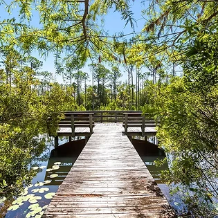 pine lily oasis 110