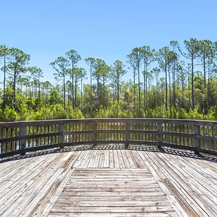 pine lily oasis 112