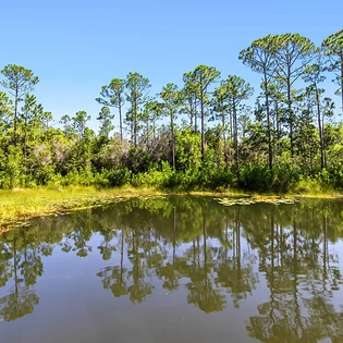 pine lily oasis 114