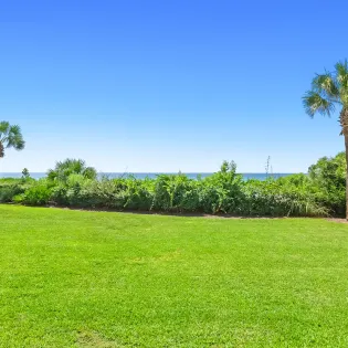 the palms 32