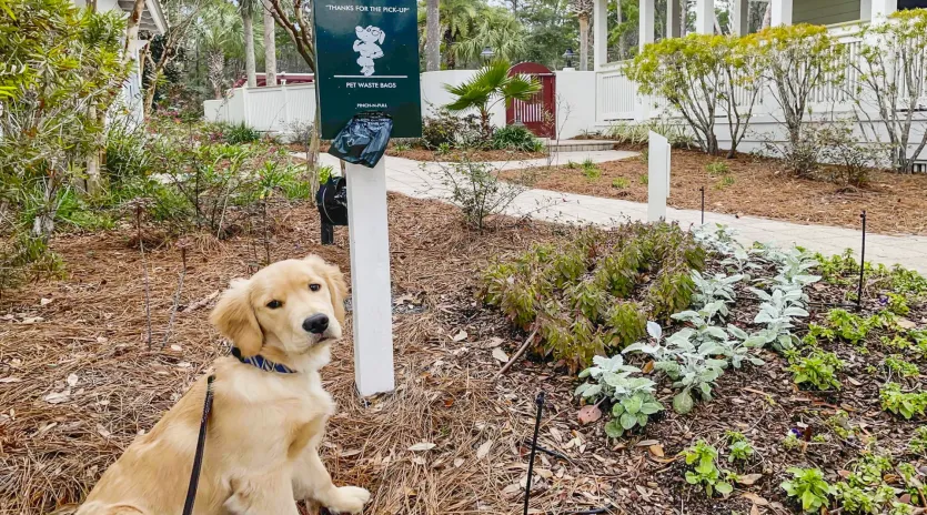 1.5 daydream believer  seagrove  13 exterior