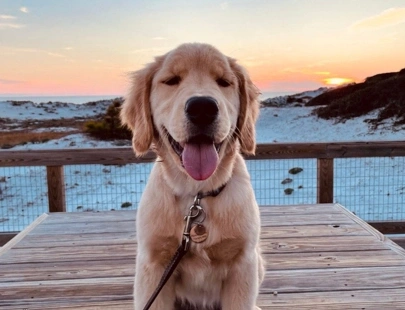 Pet-Friendly Rentals